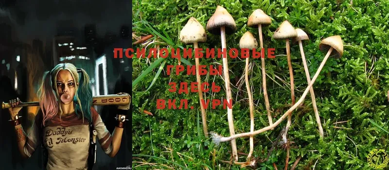 где найти   Саки  Псилоцибиновые грибы MAGIC MUSHROOMS 