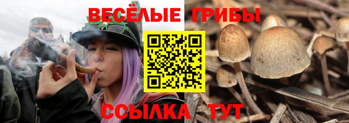 Саки  Галлюциногенные грибы GOLDEN TEACHER  Вход с VPN  Галлюциногенные грибы прущие грибы 
